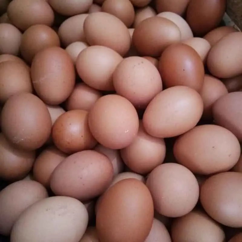 Telur Ayam